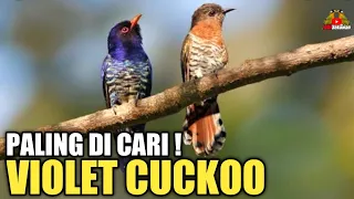 harga burung violet cuckoo terbaru