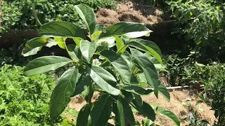 Plantando un Palto en Sintropía - Islas de Vida
