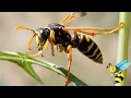Download Lagu During A Wasp Sting - What Really Happens (4 Minutes)