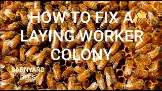 laying worker heres the fix dont miss this