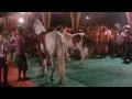 Download Lagu SHIVA JAYANTI UTSAV- HORSES  DANCING ON DRUMS SOUND