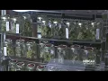 RECREATIONAL POT Customers flock to Buddy s marijuana dispensary in San Jose