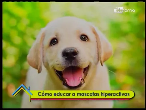 Cómo educar a mascotas hiperactivas