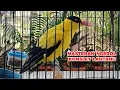 Download Lagu MASTERAN KEPODANG EMAS GACOR BONGKAR ISIAN MEMBUAT LAWAN EMOSI