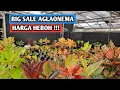 Download Lagu Big sale aglaonema, spesial harga heboh !!!