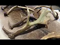 Fallow Deer Antler Terminology