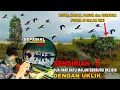 Download Lagu DUA HARI SATU MALAM SENDIRIAN ‼️ berburu belibis dengan uklik tidur \u0026 berpuasa di dalam sanggongan