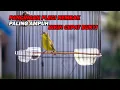 Download Lagu PANCINGAN PLECI NEMBAK NGOTOT PALING DICARI , BIKIN LAWAN CEPAT BUKPAR DAN NEMBAK