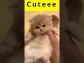 Download Lagu cute 🐈🐈😺 #shortvideo #tattoo #shortsviral