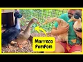 Lagu Ganhamos uma Marreca de Pompom do Chico | Gutejando 