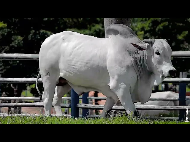 Touro Nelore SGN - 2509