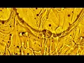 Max Richter, Elena Urioste, Chineke! Orchestra - Summer 1 - 2022 (Official Visualiser)