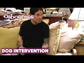 Sharon Springs a Surprise Dog Meeting on Ozzy The Osbournes