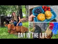 Spend the Day with Me Being a Content Creator Introducing You to my Baby Cows Catching Up