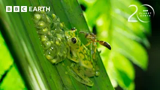 Super Dad Frog Defends His Eggs From Wasps | 20 Years of Planet Earth II | BBC Earth