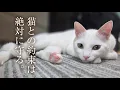 Download Lagu 一年越しで、愛猫との約束を果たしたオッサン。