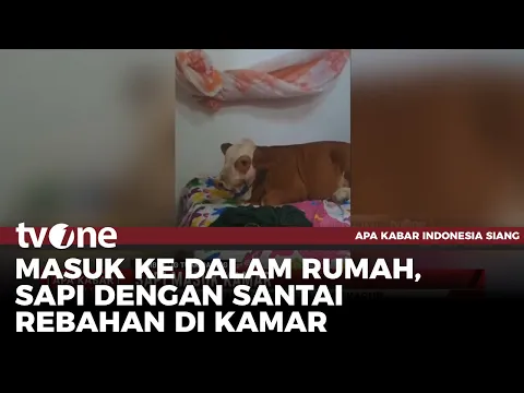 Seekor Sapi Kegep Santai di Atas Kasur Pemilik Rumah