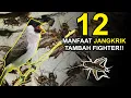 Download Lagu 12 Manfaat JANGKRIK untuk BURUNG KUTILANG Agar GACOR FIGHTER!! Bunyi Terus!!