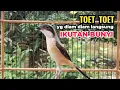 Lagu cendet gacor toet toet MATERI MEWAH sekali putar bikin cendet langsung nyaut IKUT BUNYI toet toet