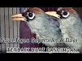 Download Lagu Cuman Burung Ini yang Bisa niru Isian Suara Anak Bayi nangis, Poksay Mandarin Langsung Emosi \u0026 Gacor