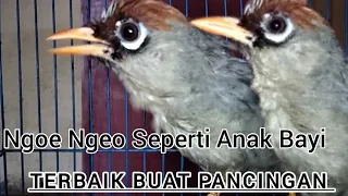cuman burung ini yang bisa niru isian suara anak bayi nangis poksay mandarin langsung emosi u0026 gacor