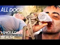 Lagu I Shouldn't Be Alive | Death in the Sea of Cortez | S04 E05 | All Documentary