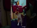 Kucingku Jacky lagi manja pengen di elus terusss-Kucing Lucu!😁