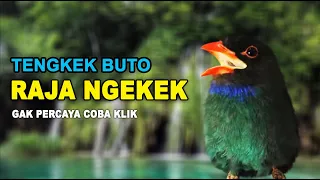 burung tengkek buto gacor ngekek tanpa putus