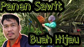 memanen buah sawit hijau part i 