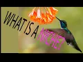 In Ecology What is a Niche