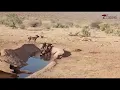 Download Lagu Amazing Sighting of Wild Dogs At Saruni Samburu