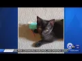 Adopt Magic from the Oswego County SPCA 8-2-20