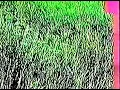 The Orb  - Perpetual Dawn  - 1994