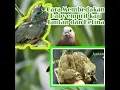 Lagu Cara membedakan Bondol  emprit kaji jantan dan betina