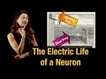 Download Lagu Animal Electricity | The Neuron Doctrine