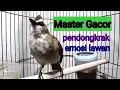 Download Lagu Master Gacor pendongkrak emosi lawan,sekali dengar trucukan langsung nyaut