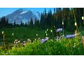 Download Lagu Relaxing Music: Peaceful Music, Instrumental Music \