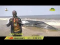 VUVAMU TV LIVE FROM MUANDA: WATCH AND FOLLOW THE REALITY OF THE WHALE THAT APPEARED IN THE ATLANT...