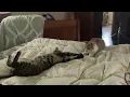 Shelter cat Craigslist cat