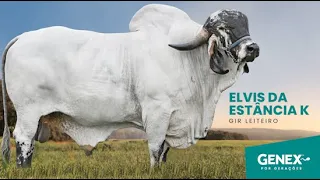 ELVIS DA ESTANCIA K - TOURO GIR LEITEIRO