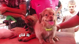 سوق الكلاب  المنصف باي في تونس... أشهر سوق أسبوعي تقليدي لبيع وشراء الكلاب والحيوانات الأليفة،