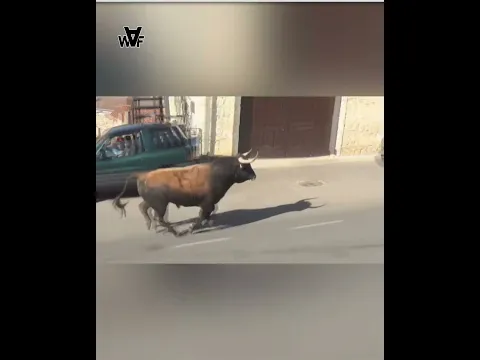 நல்லா இருந்த Cars ஐ நாசமாக்குன ஒரு சில விலங்குகள் | #whatafact #shorts