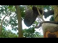 Lagu Giant bee's in the highest tree in hinatuan surigao del sur 🐝😱 #honeybee 