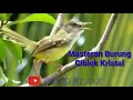 Download Lagu Suara Burung Ciblek Kristal Gacor Suara Jernih