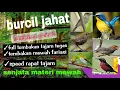 Download Lagu MASTERAN KOMBINASI BURUNG KECIL FULL TEMBAKAN RAPAT DAN ISIAN MEWAH TERBAIK