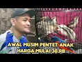 BANYAK BURUNG PILIHAN ,MUSIM AWAL PENTET ANAK HARGA MULAI 30.RB