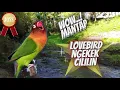 Download Lagu Lovebird Ngekek Nembak Cililin || Masteran Lovebird Asli Isian Cililin