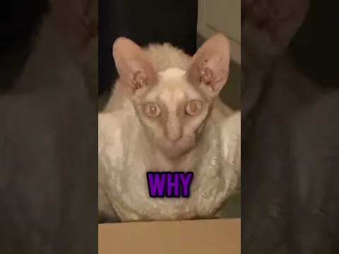 That Isn't A Cat..