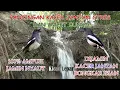 Download Lagu Terapi Burung Kacer Jantan Macet Bunyi ! Pancingan Suara Kacer Betina + Gemerincik Air Mengalir