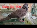 Lagu Đẳng Cấp Chim Việt Chỉ Biết Gù (clip 485) 0369042570